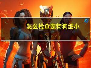 怎么检查宠物狗细小