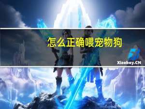 怎么正确喂宠物狗