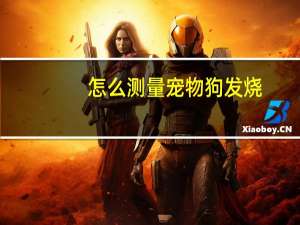 怎么测量宠物狗发烧