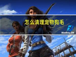 怎么清理宠物狗毛