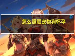 怎么照顾宠物狗怀孕