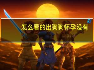 怎么看的出狗狗怀孕没有