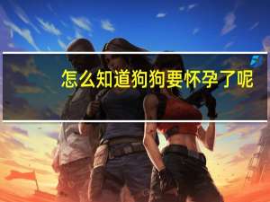 怎么知道狗狗要怀孕了呢