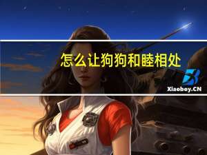 怎么让狗狗和睦相处