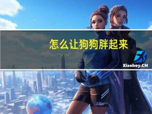 怎么让狗狗胖起来
