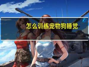 怎么训练宠物狗睡觉