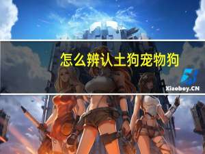 怎么辨认土狗宠物狗