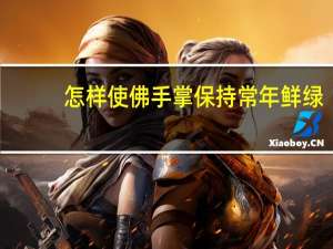 怎样使佛手掌保持常年鲜绿