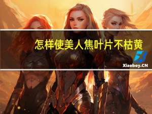 怎样使美人焦叶片不枯黄