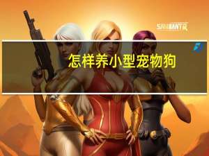 怎样养小型宠物狗