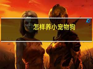 怎样养小宠物狗