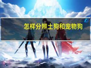怎样分辨土狗和宠物狗