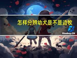 怎样分辨幼犬是不是边牧