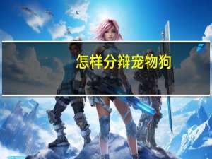 怎样分辩宠物狗