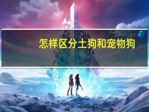 怎样区分土狗和宠物狗