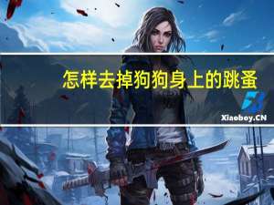 怎样去掉狗狗身上的跳蚤