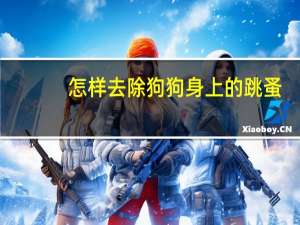 怎样去除狗狗身上的跳蚤