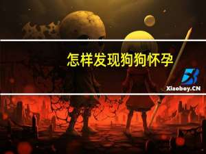 怎样发现狗狗怀孕