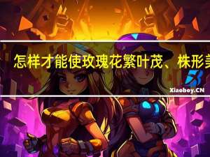 怎样才能使玫瑰花繁叶茂、株形美观