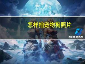 怎样拍宠物狗照片