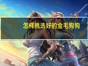 怎样挑选好的金毛狗狗