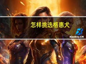 怎样挑选格惠犬