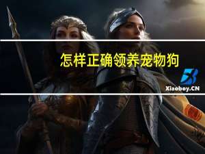 怎样正确领养宠物狗