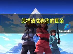 怎样清洗狗狗的耳朵
