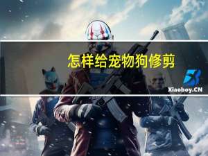 怎样给宠物狗修剪