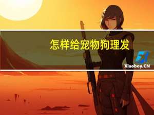 怎样给宠物狗理发