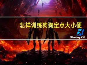怎样训练狗狗定点大小便