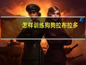 怎样训练狗狗拉布拉多
