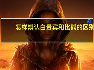 怎样辨认白贵宾和比熊的区别