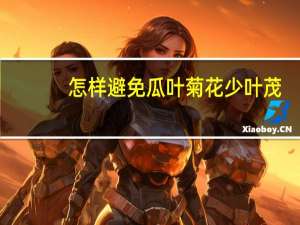 怎样避免瓜叶菊花少叶茂