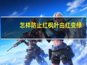 怎样防止红枫叶由红变绿