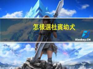 怎樣選杜賓幼犬