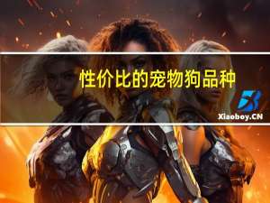 性价比的宠物狗品种
