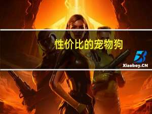 性价比的宠物狗