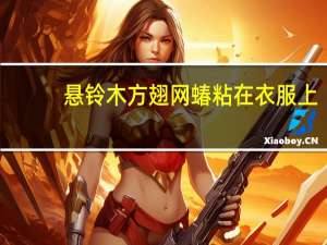 悬铃木方翅网蝽粘在衣服上（悬铃木方翅网蝽）