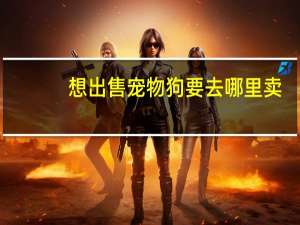 想出售宠物狗要去哪里卖
