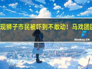 意大利街头出现狮子市民被吓到不敢动！马戏团团长 到底什么情况嘞