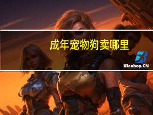 成年宠物狗卖哪里