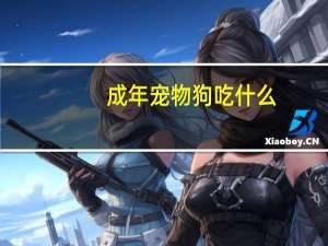 成年宠物狗吃什么