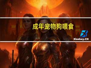 成年宠物狗喂食