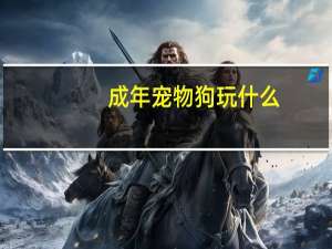 成年宠物狗玩什么