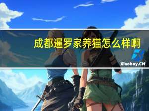成都暹罗家养猫怎么样啊