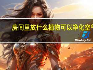 房间里放什么植物可以净化空气