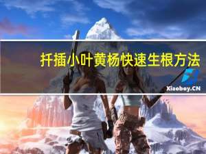 扦插小叶黄杨快速生根方法