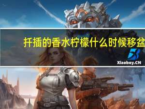 扦插的香水柠檬什么时候移盆