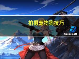 拍摄宠物狗技巧